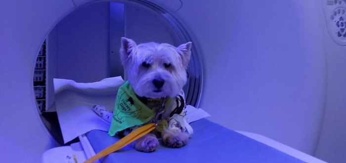 Therapy dog Keegan visits Radiology