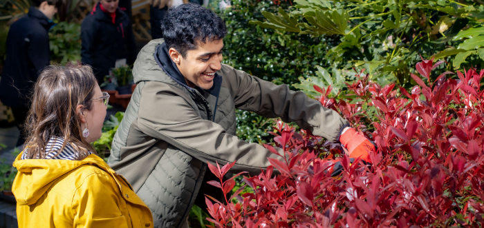Two people are laughing while pruning a red plant